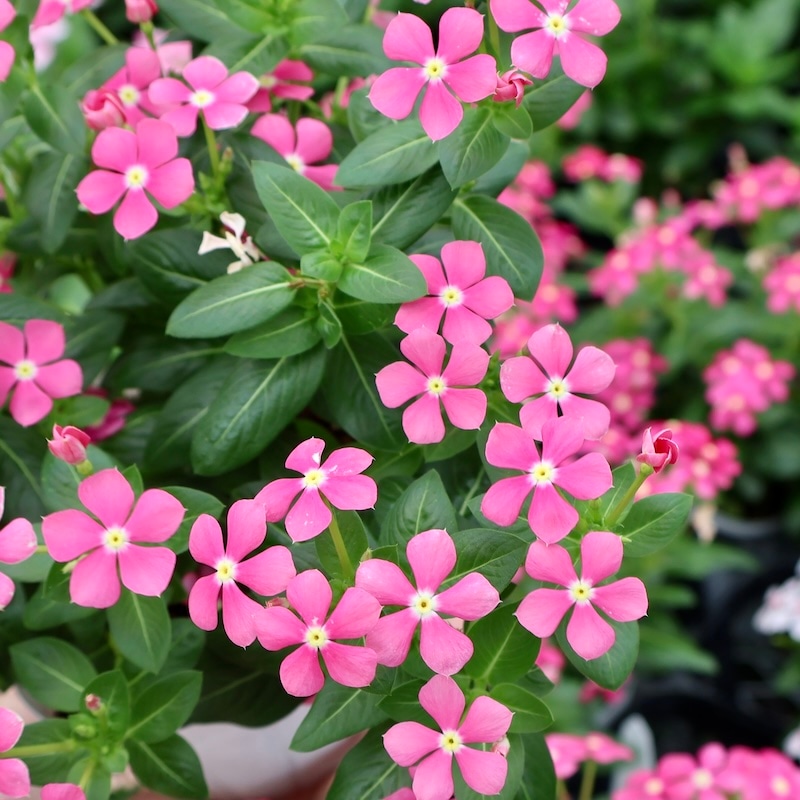 小輪花で花付き抜群!!》ビンカ(ニチニチソウ)・スターカイト「チェリー