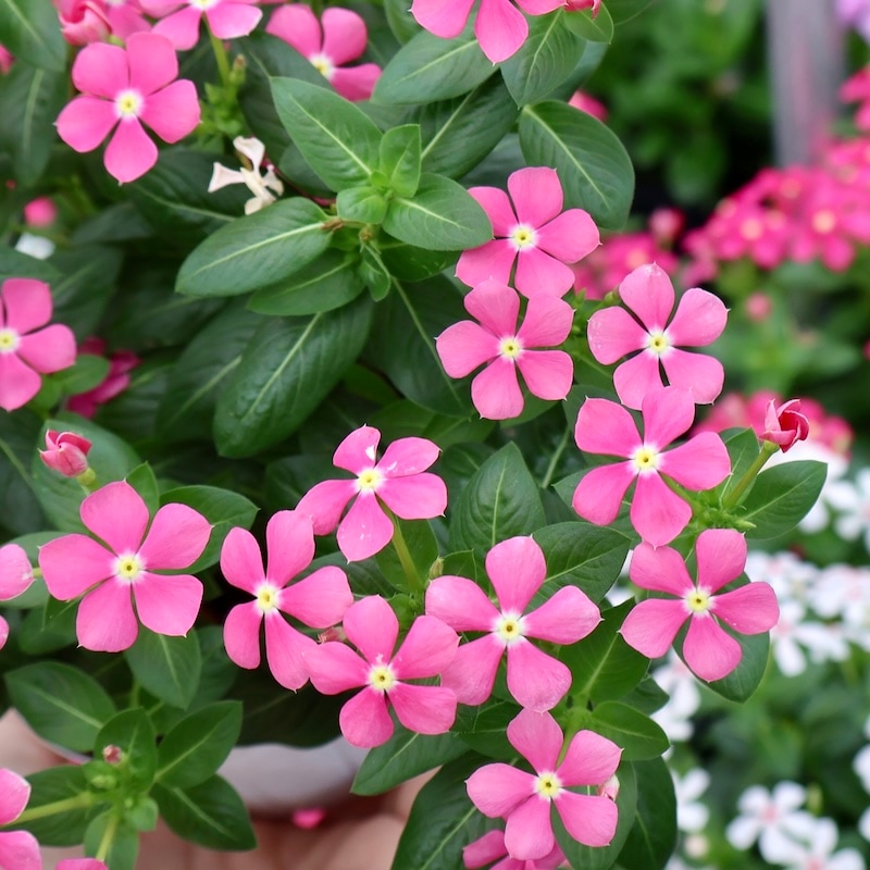 小輪花で花付き抜群!!》ビンカ(ニチニチソウ)・スターカイト「チェリー