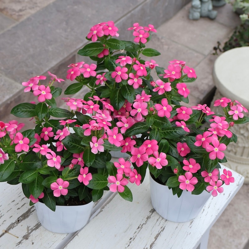 花麒麟　濃いピンク　鉢植え　【親株】 ユーフォルビア 花キリン ハナキリン 3.5号 10.5cm プラ鉢 花 多肉植物