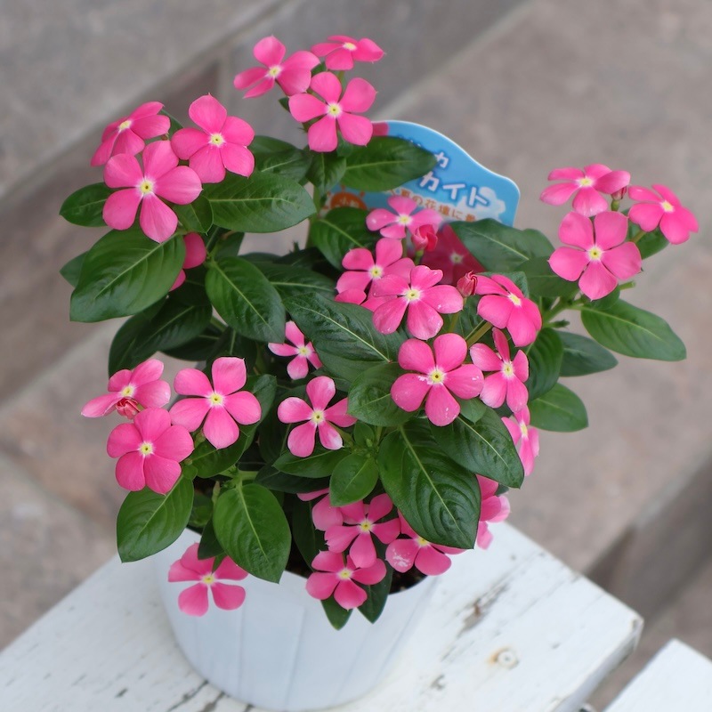 小輪花で花付き抜群!!》ビンカ(ニチニチソウ)・スターカイト「チェリー