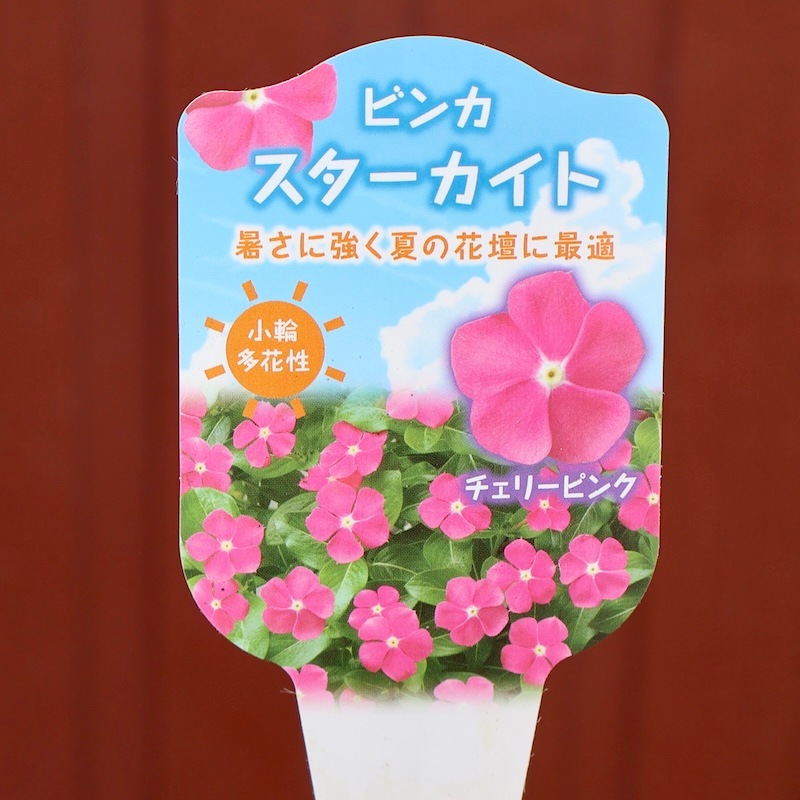 小輪花で花付き抜群!!》ビンカ(ニチニチソウ)・スターカイト「チェリー