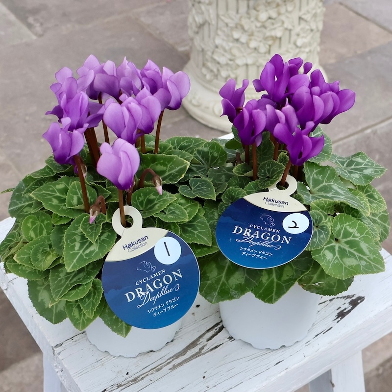 2025年秋NEW☆安心の生産者より☆青いシクラメン・ドラゴン「ディープ