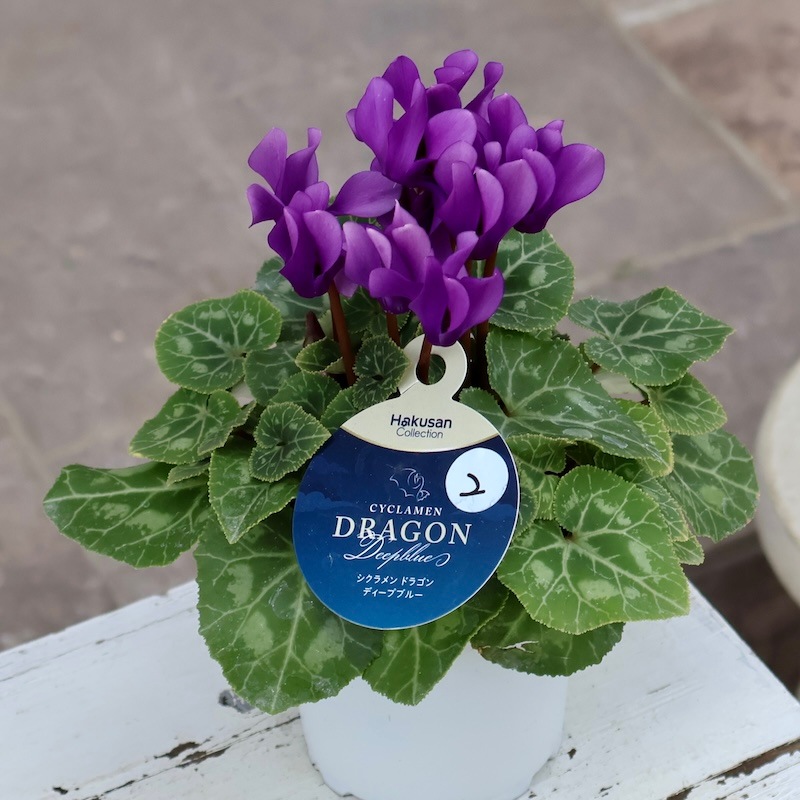 PW公式オンラインストア / 【SALE】【送料込】シクラメン ドラゴン ディープブルー 15cmポット シクラメン ドラゴン ディープブルー