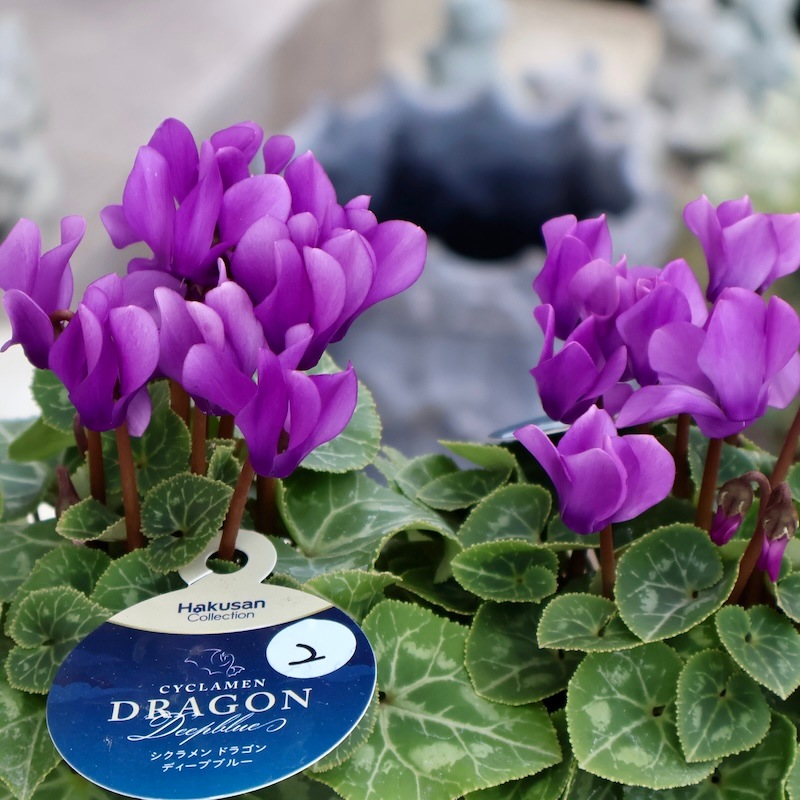 花苗　シクラメン　ドラゴン　ライトブルー　　ディープブルー　５号　２鉢セット 花苗 シクラメン ドラゴン ライトブルー ディープブルー 5号 2鉢