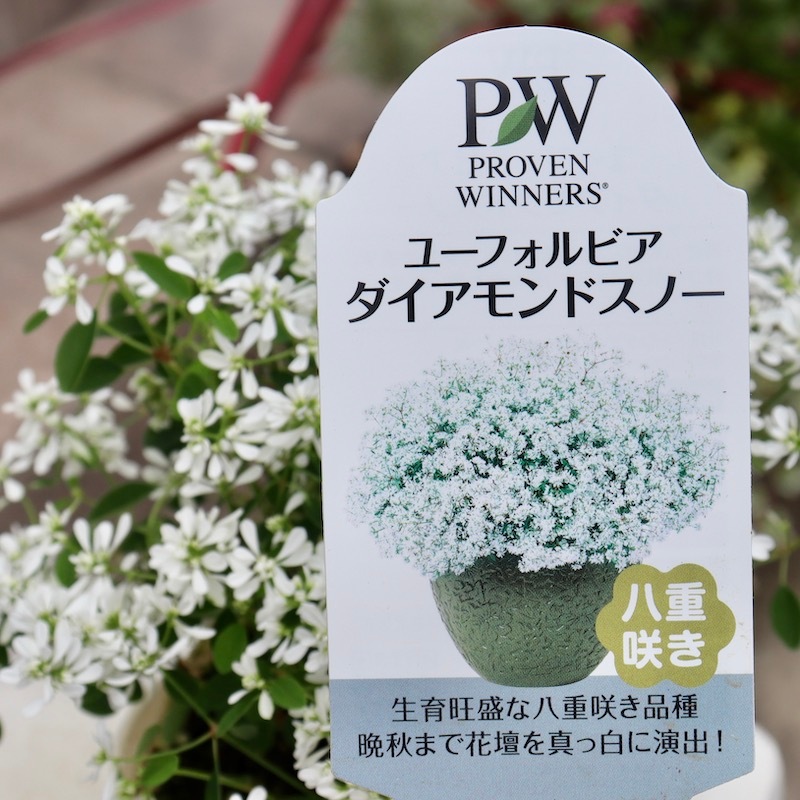 グングン大きくなるタイプの八重花】PWブランド☆ユーフォルビア