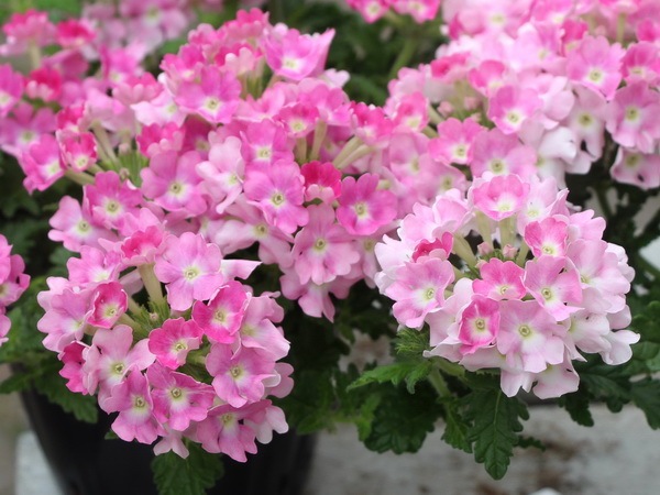 栄養系バーベナ ピンクポップ 3 5号ポット