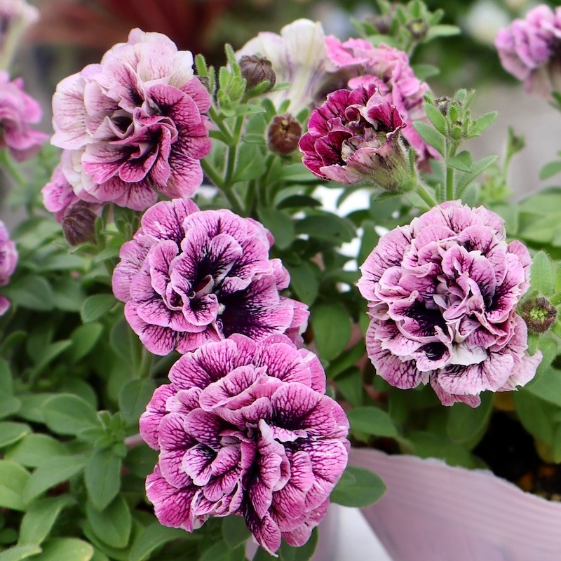 宮島園芸さんの八重咲きペチュニア「エーデル(ディープピンク選抜