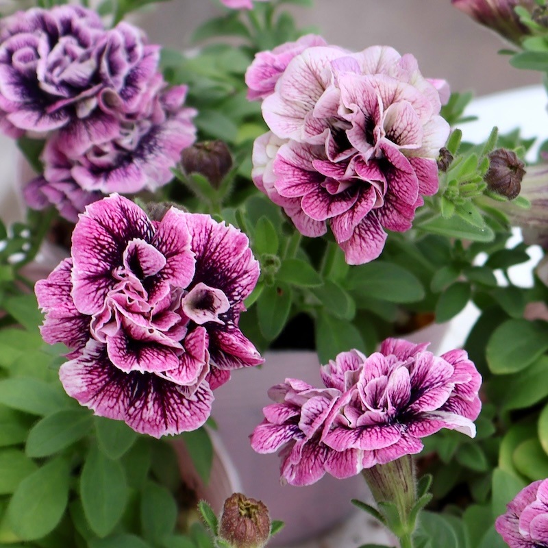 宮島園芸さんの八重咲きペチュニア「エーデル(ディープピンク選抜