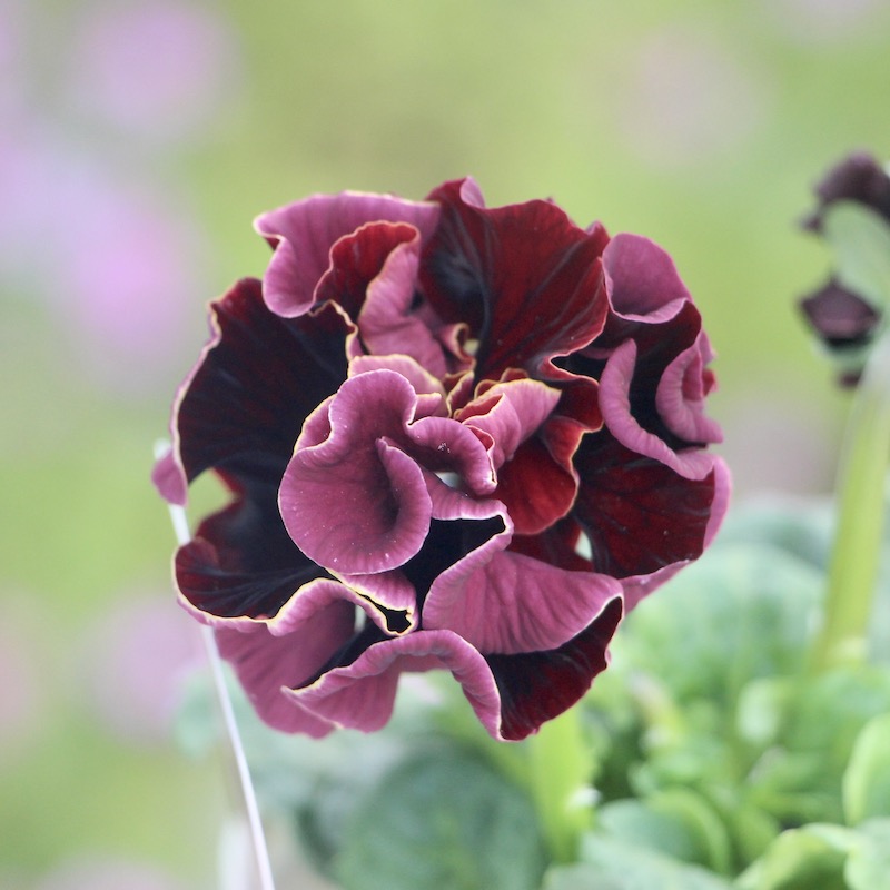 サトウ園芸さんのパンジー・ローブ・ドゥ・アントワネット【ソワレ】お