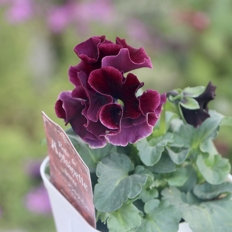 【花苗】101 サトウ園芸　ローブ・ドゥ・アントワネット 花苗】101 サトウ園芸 ローブ・ドゥ・アントワネット - メルカリ