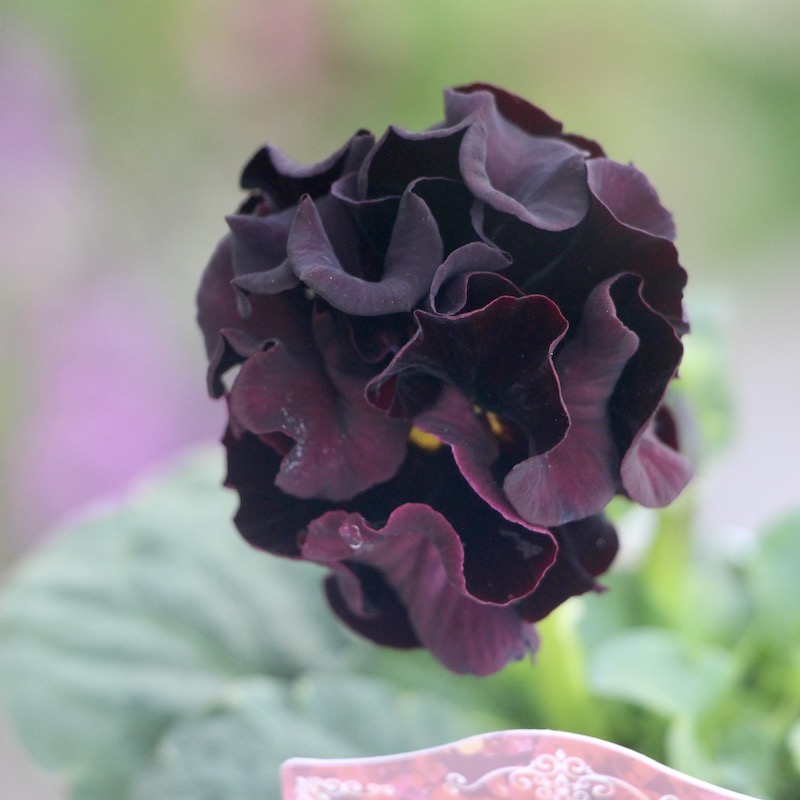 サトウ園芸さんのパンジー・ローブ・ドゥ・アントワネット【ソワレ】お