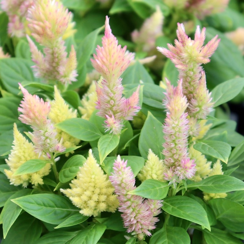 パステル画 植物と地球 A4サイズ宙花 地球｣～私たちの星～ | At-pastel（アットパステル）パステル