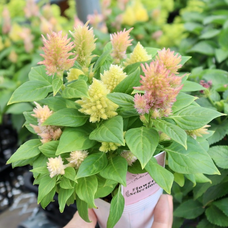 セロシア・パステルミックス(2.5号ロングポット)