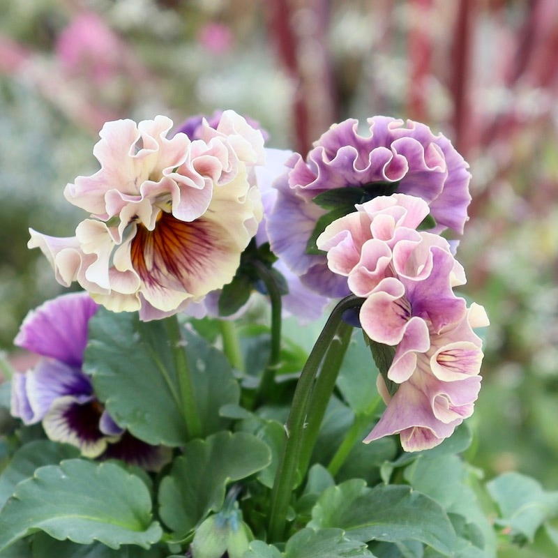 ◇◇MIYABIさま K39♥アンティークフリルパンジー フルール 合計6