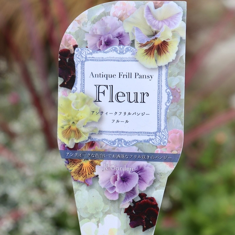画像の現品1点限り☆Rガーデンさんのアンティークフリルパンジー