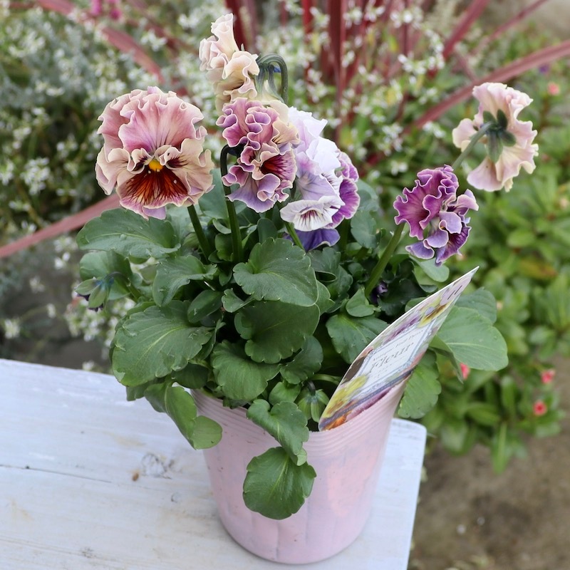 画像の現品1点限り☆Rガーデンさんのアンティークフリルパンジー