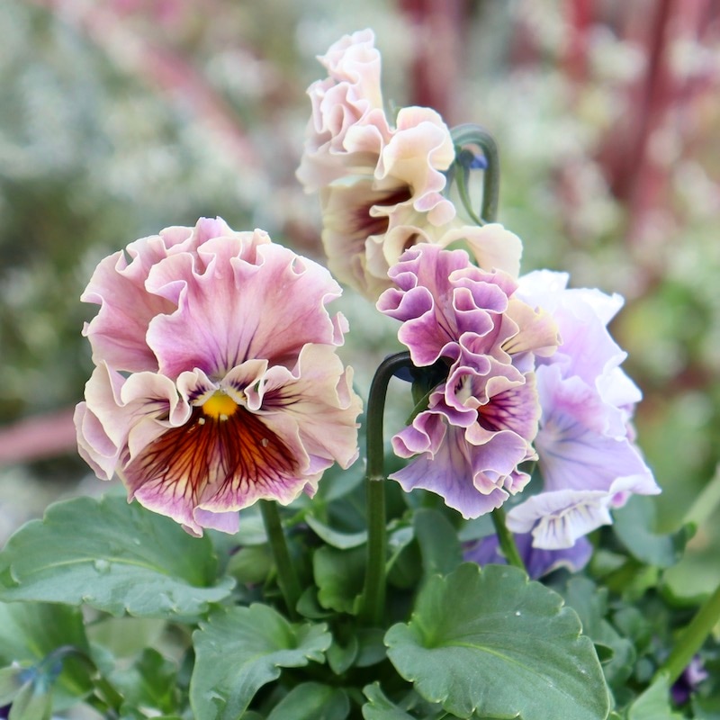 画像の現品1点限り☆Rガーデンさんのアンティークフリルパンジー