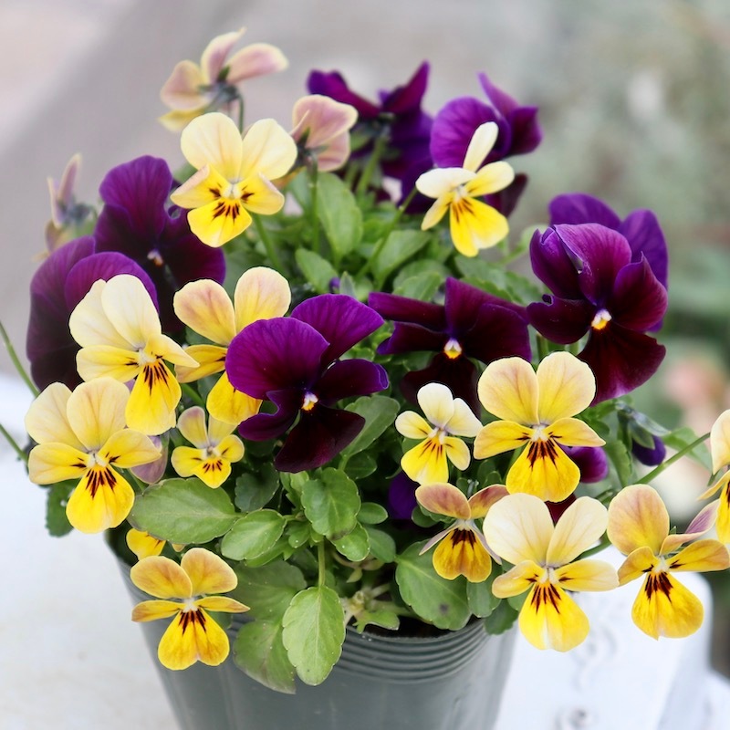 画像の現品!!1点限り☆ゲブラさん育種ビオラの新品種「アマゾネス」35番