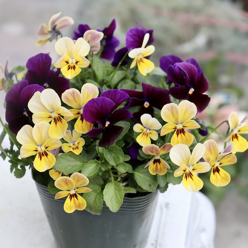 11_000000006939.jpg?1707457151