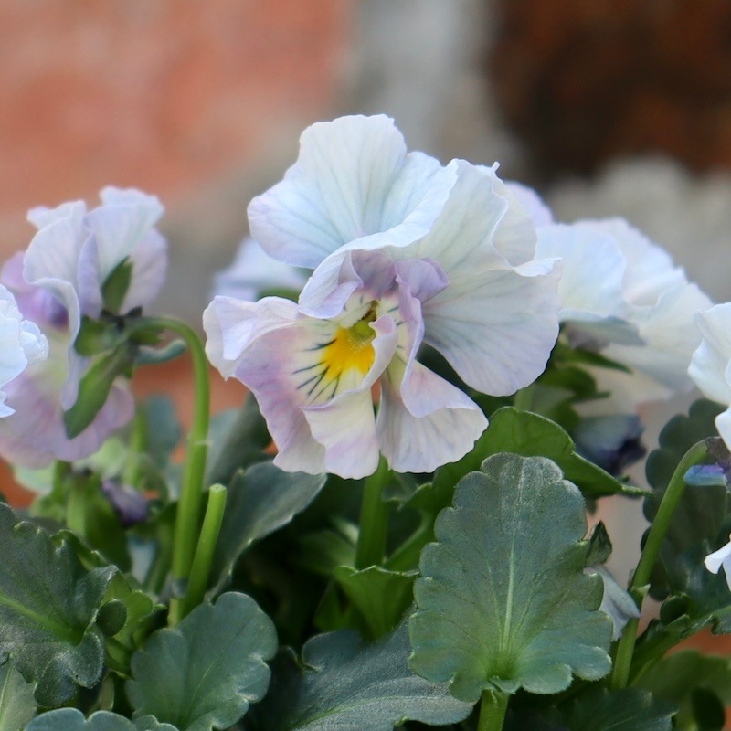 画像の現品1点限り!!桐生ふぁ~む×花日和さんのビオラ「アイクルール