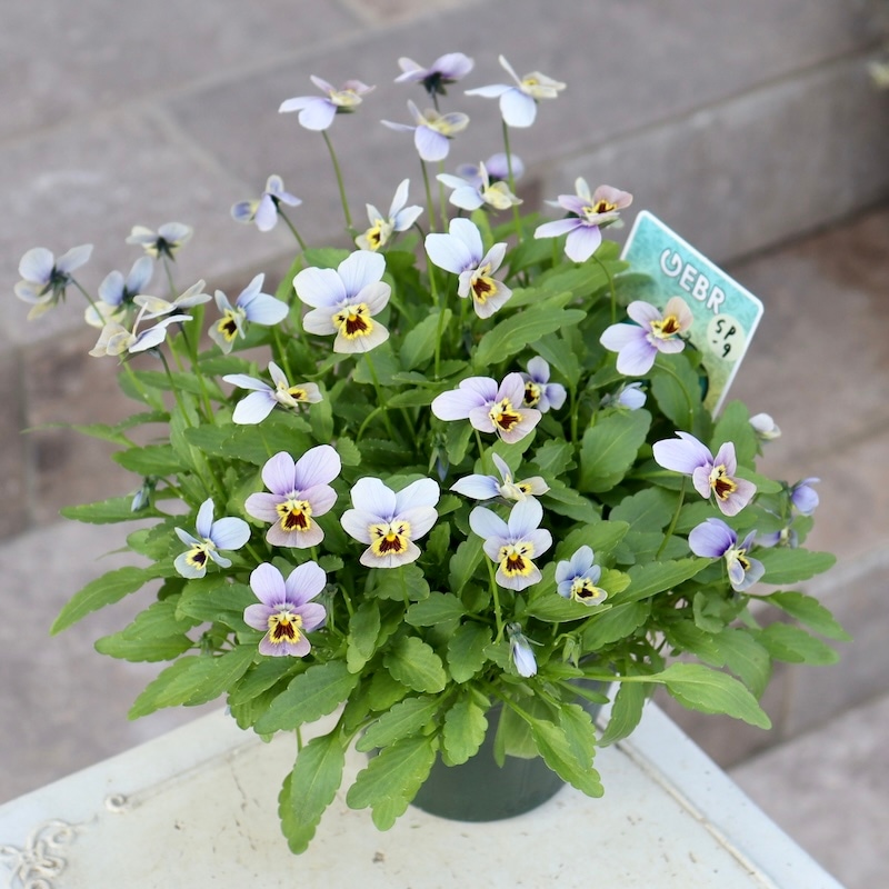 直径25cm!! 画像の現品1点限り☆ゲブラさん育種ビオラ・ミステリアス