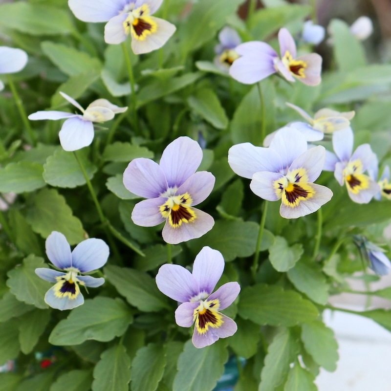 直径25cm!! 画像の現品1点限り☆ゲブラさん育種ビオラ・ミステリアス