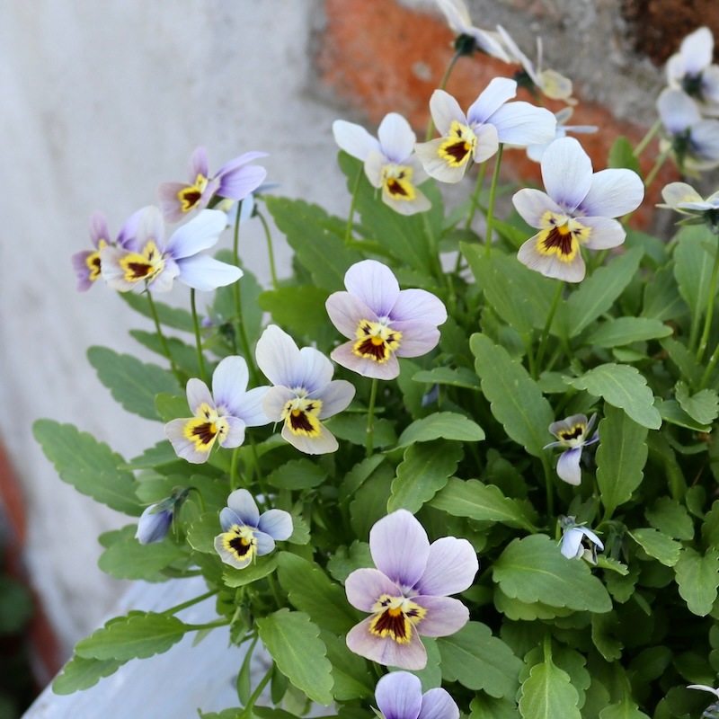 直径25cm!! 画像の現品1点限り☆ゲブラさん育種ビオラ・ミステリアス