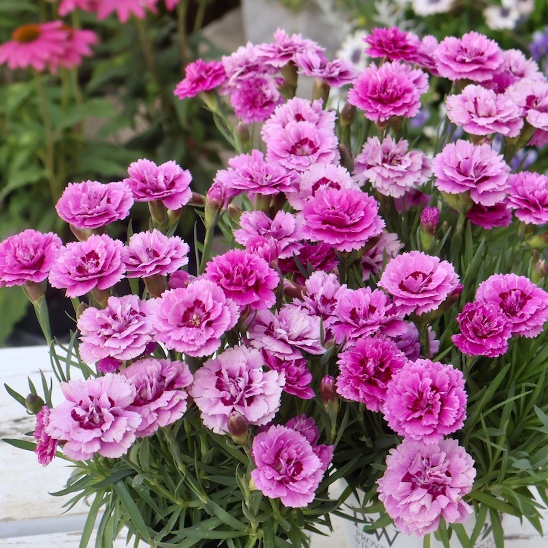 PWブランド☆ダイアンサス・フルーリアムール「モーブシフォン」(3.5号