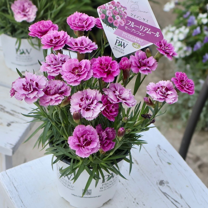 PWブランド☆ダイアンサス・フルーリアムール「モーブシフォン」(3.5号