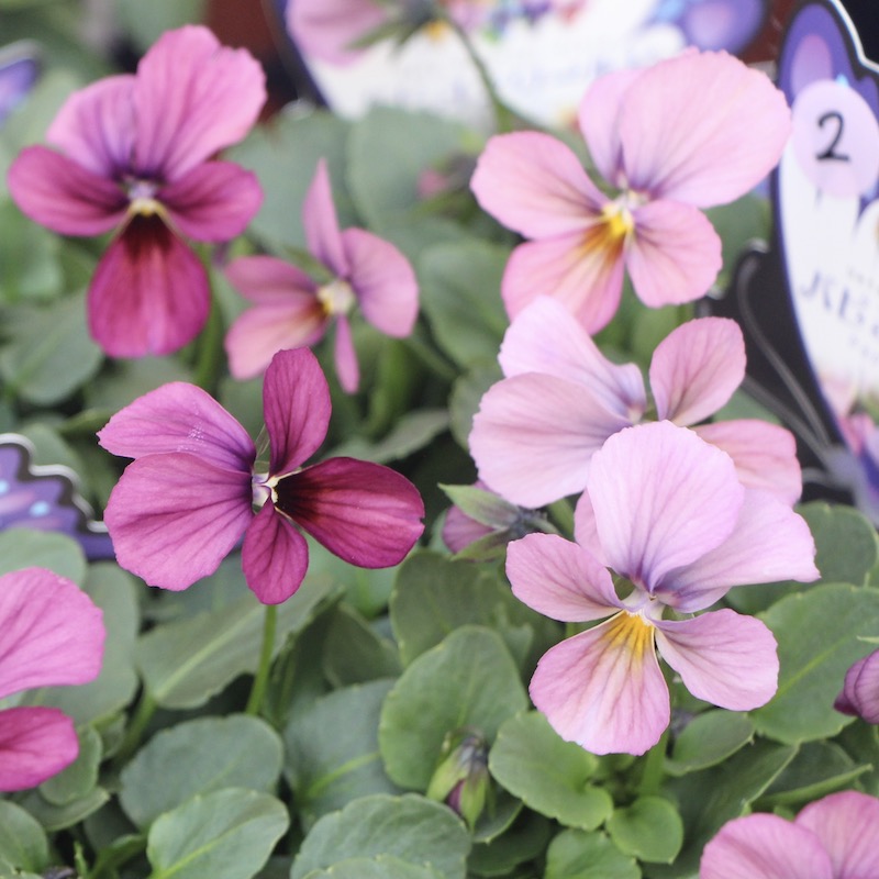 うえたビオラ「パピヨンワールド」2番(3.5号ポット)