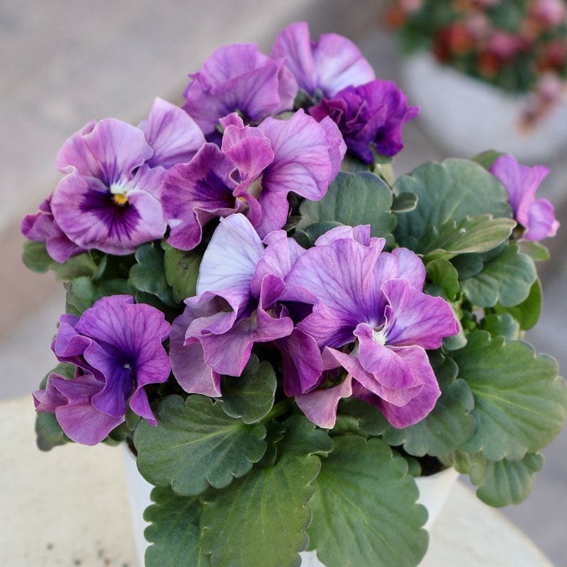 画像の現品1点限り☆桐生ふぁ~む×花日和さんのビオラ「アイクルール