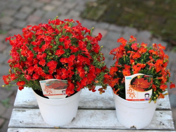 3.5号鉢】初恋草「ユーコ・ハミング」