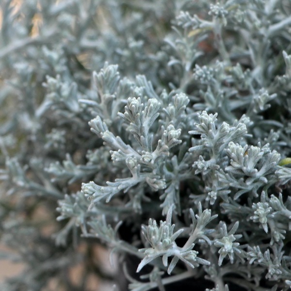 シルバーブッシュ(這い性プラチーナ)