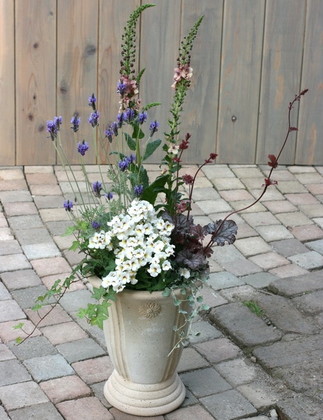 レースラベンダー「エンジェルホワイト」