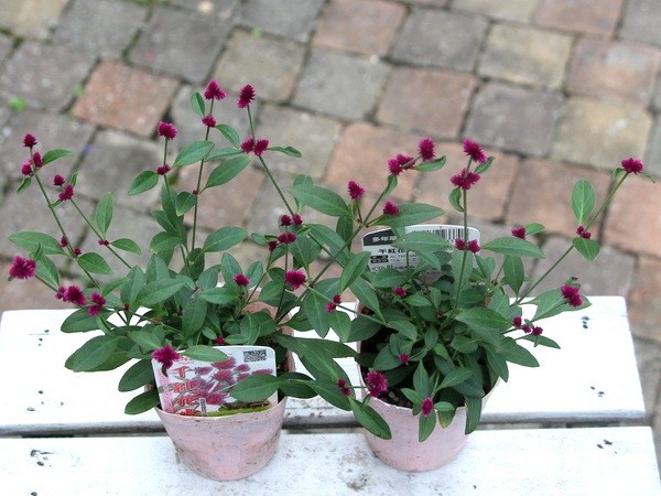 千紅花火 せんこうはなび