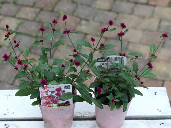 千紅花火 せんこうはなび 千紅花火 せんこうはなび