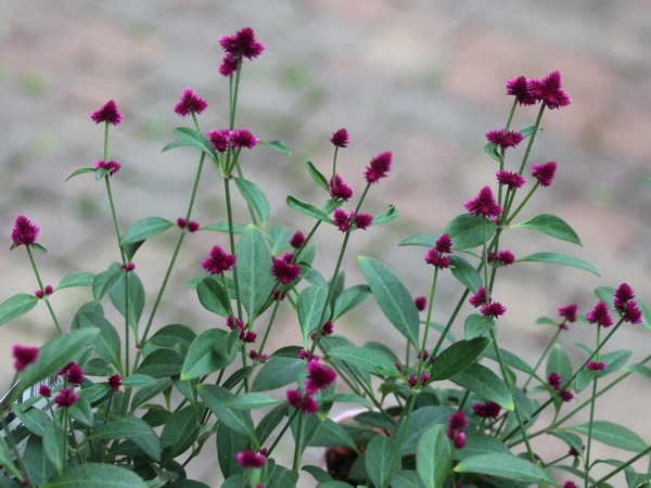 千紅花火 せんこうはなび