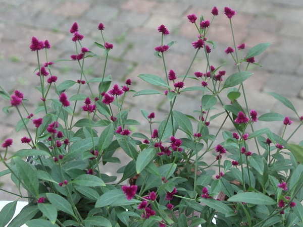 千紅花火 せんこうはなび