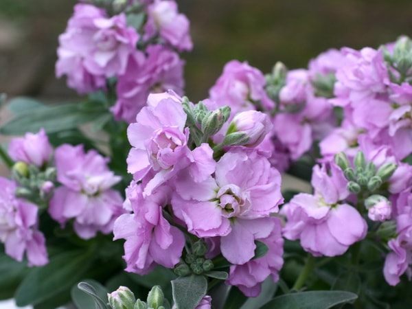 八重咲きストック・ビンテージ「ライラック」