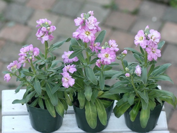 八重咲きストック・ビンテージ「ライラック」