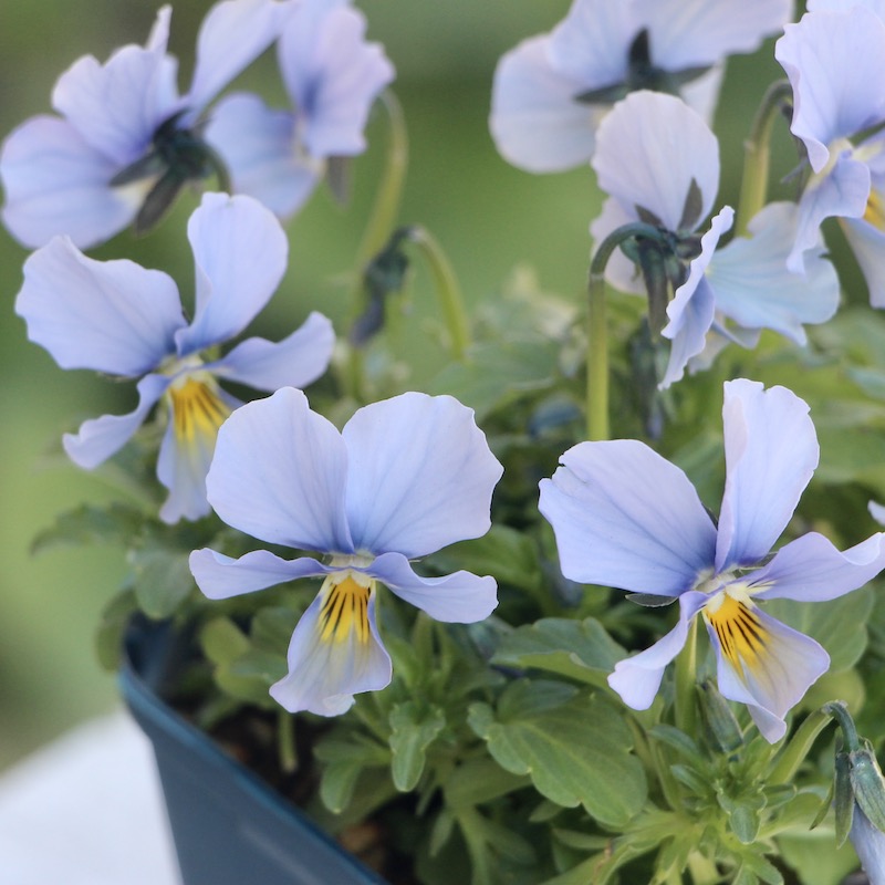 1点限り☆サトウ園芸さんのビオラ・ヌーヴェルヴァーグ＜115番＞