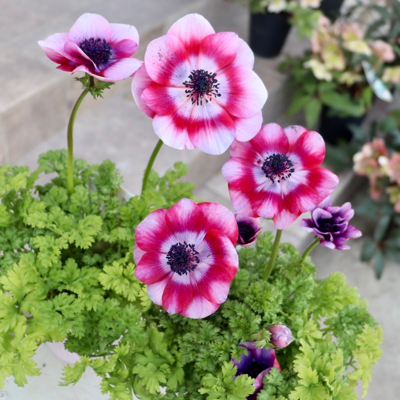 特大2年生株☆竹中園芸さんのプレミアムアネモネ「アンティーク」2番