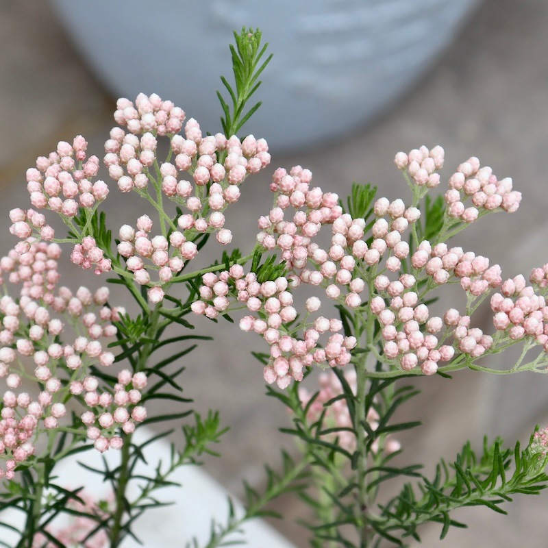 寄せ植えにもおすすめ♪ライスフラワー「ホットピンク」