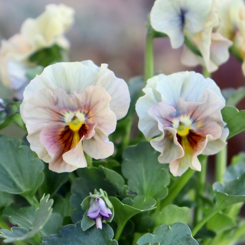 画像の現品1点限り!!桐生ふぁ~む×花日和さんのビオラ「アイクルール