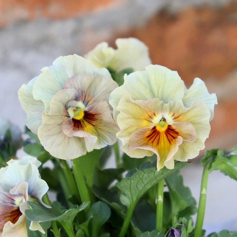 画像の現品1点限り!!桐生ふぁ~む×花日和さんのビオラ「アイクルール