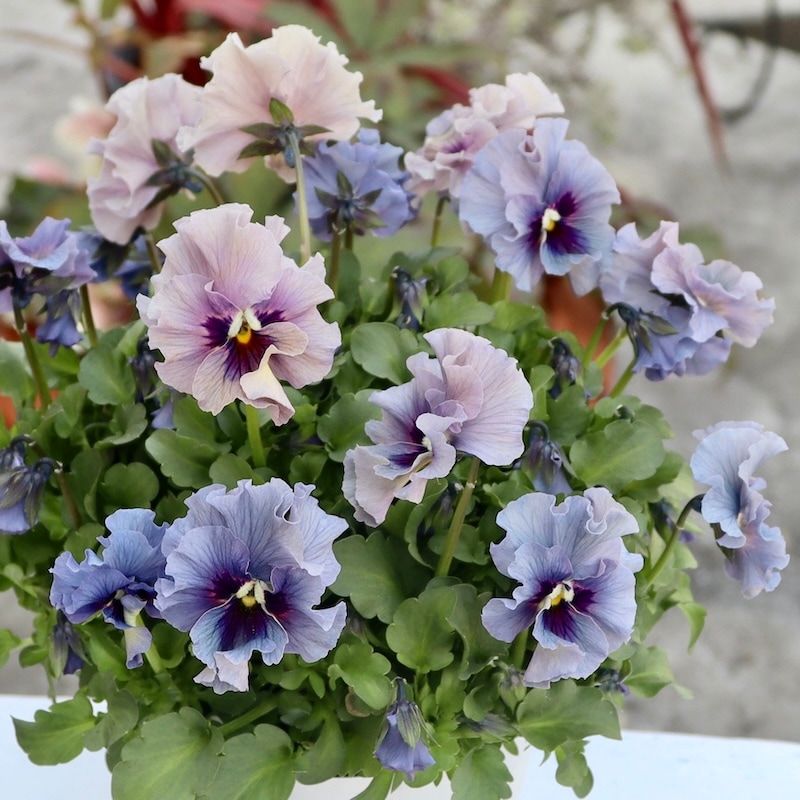 ビオラ「Lady」 1番美しい色合い 特大☆画像の現品1点限り!! 石川園芸さんのビオラ「レディ」スペシャル