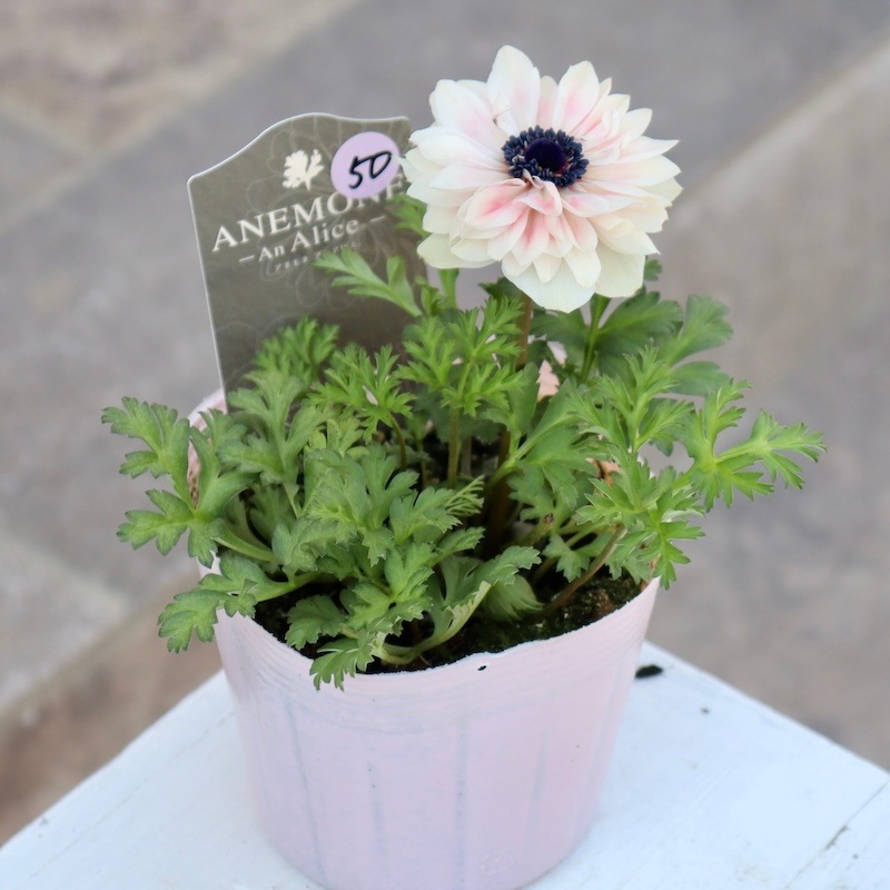 画像の現品☆2025年☆八重咲きアネモネ「アンアリス」50番(3.5号苗)