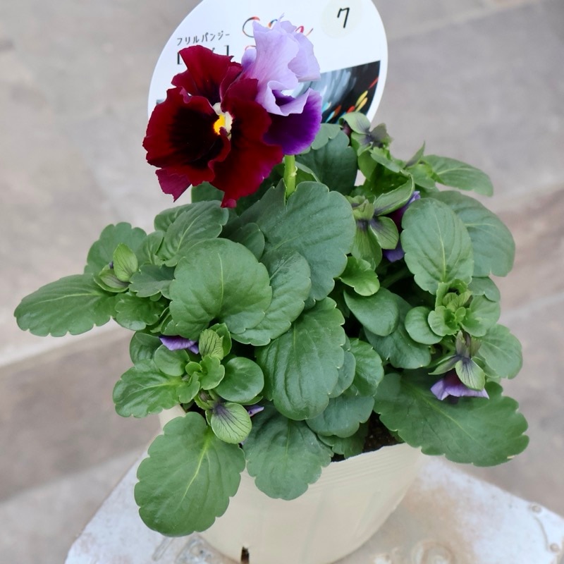 超希少☆限定入荷の試作品種《画像の現品いずれか》フリルパンジー