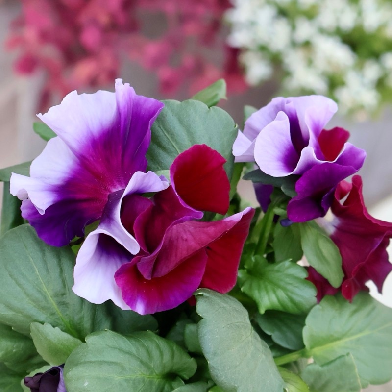 超希少☆限定入荷の試作品種《画像の現品いずれか》フリルパンジー