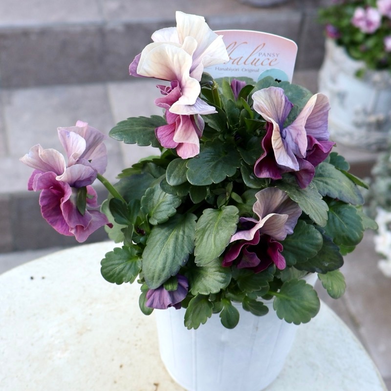 画像の現品1点限り☆花日和さんのパンジー「アルバルーチェ」＜17番＞